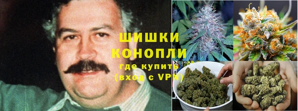 гидра Ессентукская
